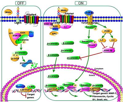 Aberrant Wnt/Beta-Catenin Pathway Activation in Dialysate-Induced Peritoneal Fibrosis